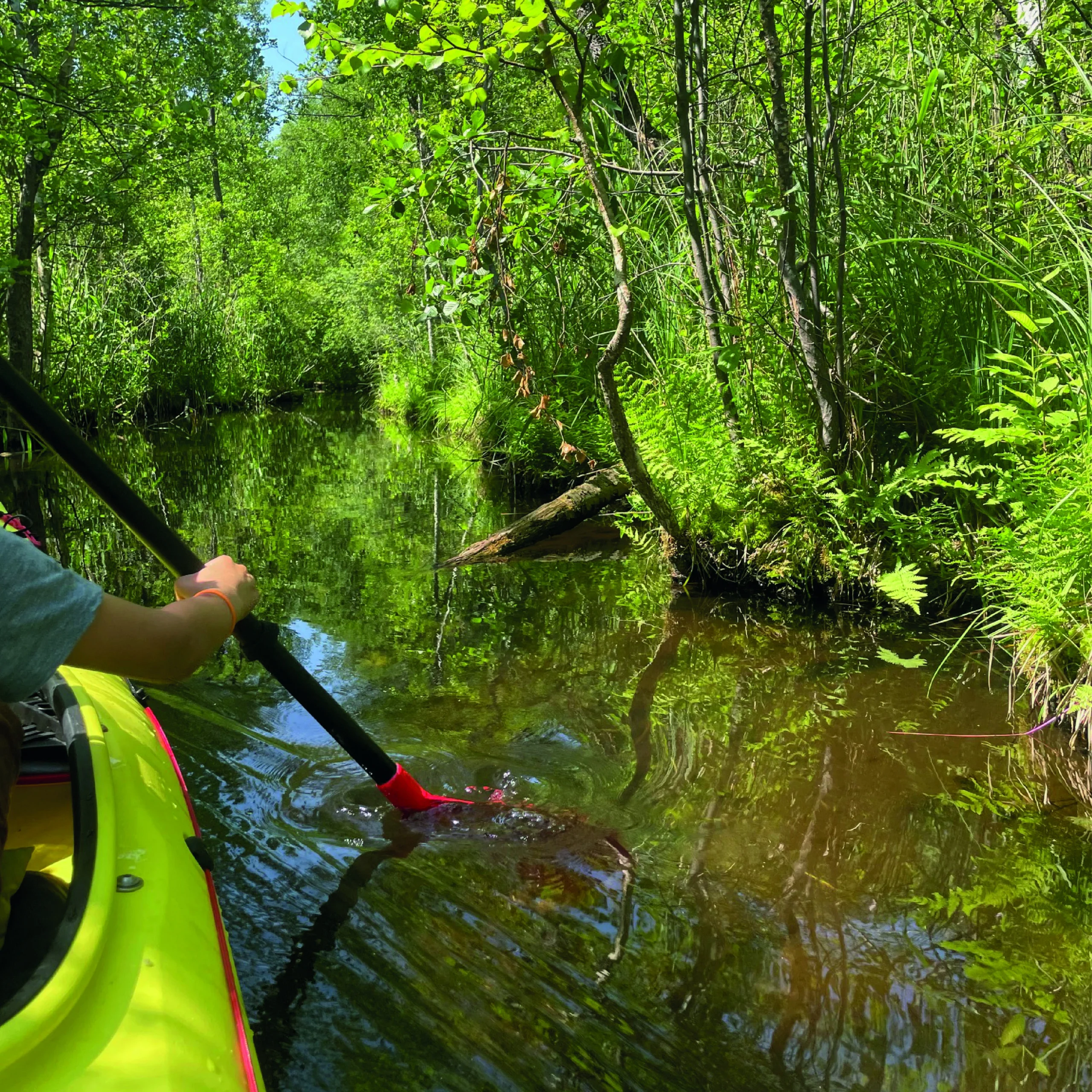 Ein Kajak fährt durch die Schwaanhavel der Mecklenburgischen Seenplatte. Ein schmaler ruhiger Kanal ist zu sehen mit grünen zugewachsenen Ufern. 