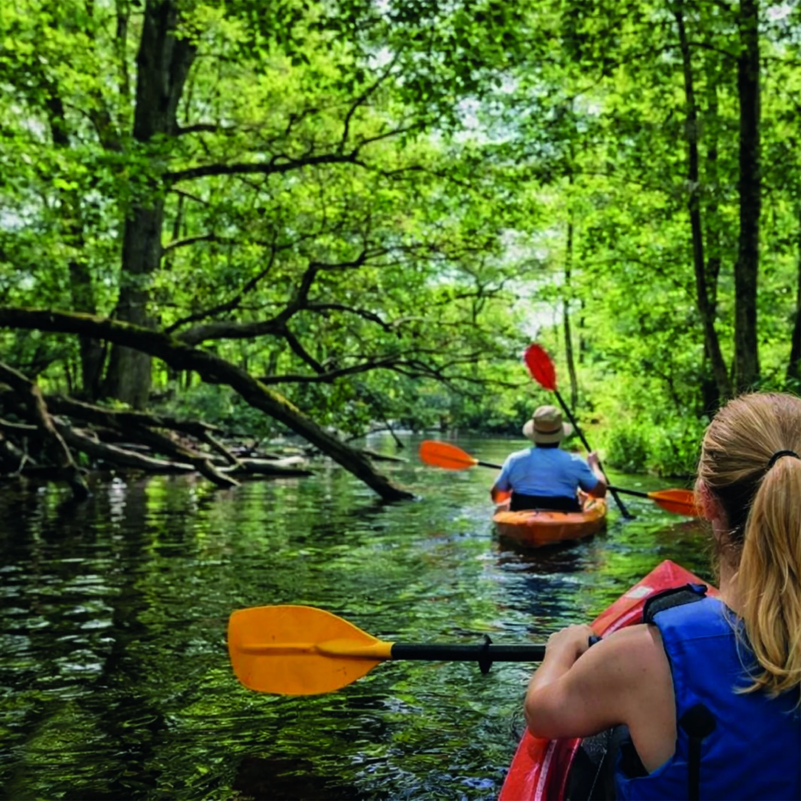 Zwei Kajaks paddeln durch den Rheinsberger rinn, mit ins Wasser hängenden Ästen und grünen bewachsenen Ufern.